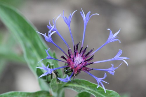 Centaurea montana ... One of my favorites; just wish I could remember its name!